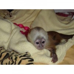 USDA lincense capuchin monkeys - photo