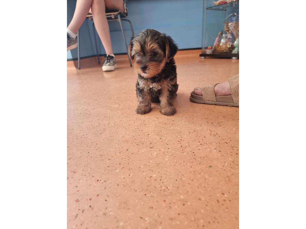 Well Trained Yorkshire Terriers Available. - photo