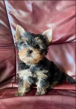 AKC Teacup Yorkie Puppy for free adoption - Sell advertisement in Fremont