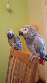 African Grey Parrots  - Sell advertisement in New York city