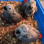 African Grey Parrots  - Sell advertisement in Miami